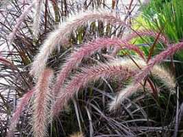 Capim do texas – Pennisetum setaceum Curiosidade sobre a Planta