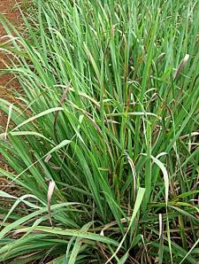 Capim limao – Cymbopogon citratus Curiosidade sobre a Planta