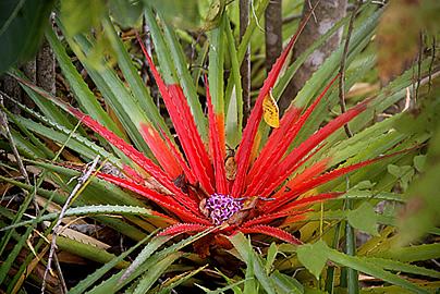 Caraguata do mato – Bromelia balansae Curiosidade sobre a Planta Caraguata do mato – Bromelia balansae Curiosidade sobre a Planta
