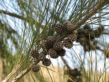 Casuarina – Casuarina equisetifolia Curiosidade sobre a Planta