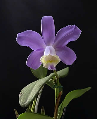 Cattleya loddigesii Lindl 1823 Curiosidade sobre a Planta