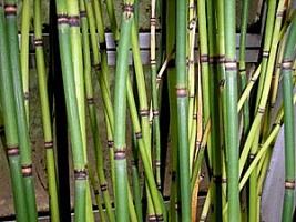 Cavalinha – Equisetum spp Curiosidade sobre a Planta