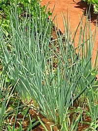 Cebolinha – Allium fistulosum Curiosidade sobre a Planta