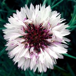 Centaurea – Centaurea cyanus Curiosidade sobre a Planta