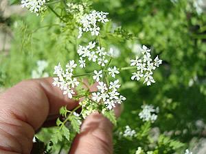 Cerefolio – Anthriscus cerefolium Curiosidade sobre a Planta