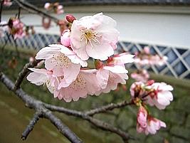 Cerejeira ornamental – Prunus serrulata Curiosidade sobre a Planta