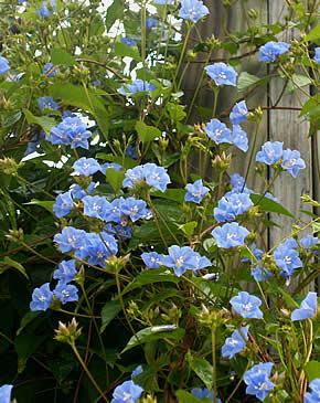 Ceu azul – Jacquemontia pentanthos Curiosidade sobre a Planta