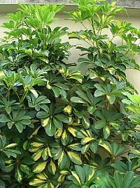 Cheflera – Schefflera arboricola Curiosidade sobre a Planta