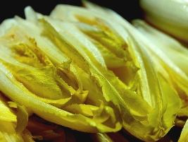 Chicoria – Cichorium endivia Curiosidade sobre a Planta