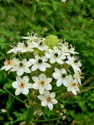 Chincherinchee gigante – Ornithogalum saundersiae Curiosidade sobre a Planta