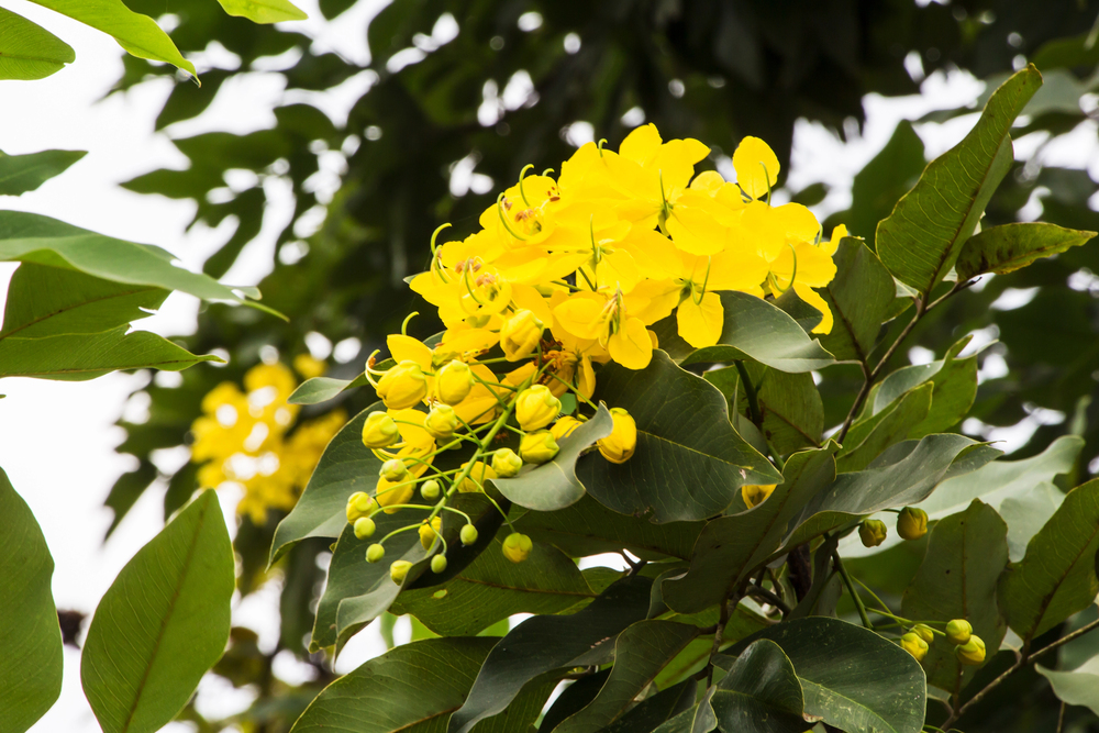 Chuva de ouro – Cassia fistula 1 Chuva de ouro – Cassia fistula 1
