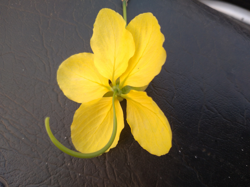 Chuva de ouro – Cassia fistula Chuva-de-ouro – Cassia fistula
