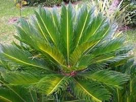 Cica – Cycas revoluta Curiosidade sobre a Planta