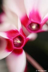 Ciclame – Cyclamen persicum Curiosidade sobre a Planta