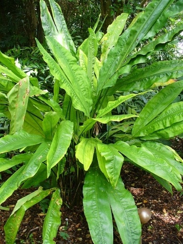 Ciclanto – Cyclanthus bipartitus Curiosidade sobre a Planta Ciclanto – Cyclanthus bipartitus Curiosidade sobre a Planta