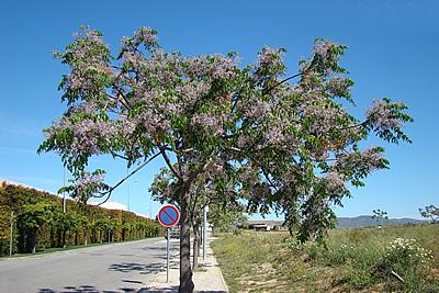Cinamomo – Melia azedarach Curiosidade sobre a Planta