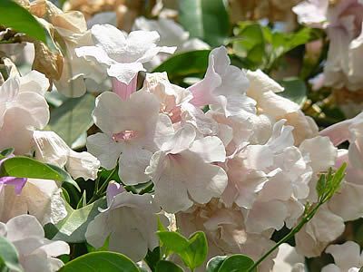 Cipo alho – Mansoa alliacea Curiosidade sobre a Planta