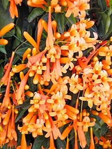 Cipo de sao joao – Pyrostegia venusta Curiosidade sobre a Planta