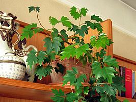 Cipo uva – Cissus rhombifolia Curiosidade sobre a Planta