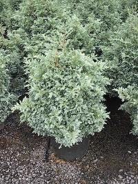 Cipreste azul – Chamaecyparis pisifera Curiosidade sobre a Planta