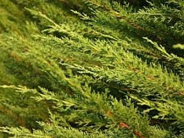 Cipreste de monterei – Cupressus macrocarpa Curiosidade sobre a Planta