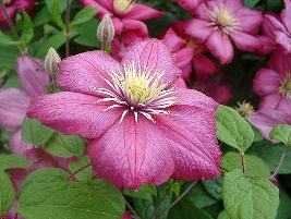 Clemátis – Clematis x hybrida: Curiosidade sobre a Planta 1 Clematis – Clematis x hybrida Curiosidade sobre a Planta