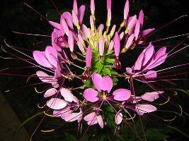 Cleome – Cleome hassleriana Curiosidade sobre a Planta