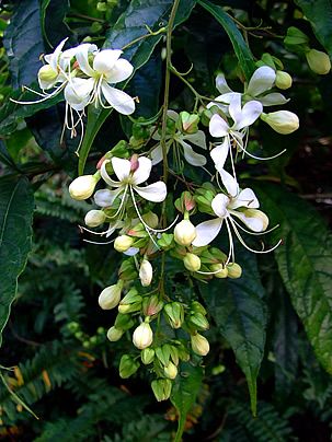 Clerodendro branco – Clerodendrum wallichii Curiosidade sobre a Planta