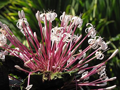 Clerodendro cotonete – Clerodendrum quadriloculare Curiosidade sobre a Planta Clerodendro cotonete – Clerodendrum quadriloculare Curiosidade sobre a Planta