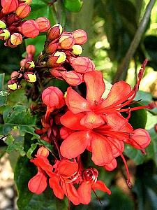 Clerodendro vermelho – Clerodendrum splendens Curiosidade sobre a Planta Clerodendro vermelho – Clerodendrum splendens Curiosidade sobre a Planta