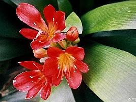 Clivia – Clivia miniata Curiosidade sobre a Planta Clivia – Clivia miniata Curiosidade sobre a Planta