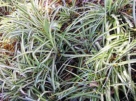 Clorofito – Chlorophytum comosum Curiosidade sobre a Planta Clorofito – Chlorophytum comosum Curiosidade sobre a Planta