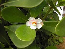 Clusia – Clusia fluminensis Curiosidade sobre a Planta Clusia – Clusia fluminensis Curiosidade sobre a Planta