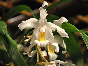 Coelogyne – Coelogyne cristata Curiosidade sobre a Planta Coelogyne – Coelogyne cristata Curiosidade sobre a Planta