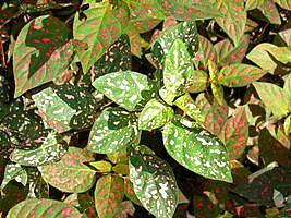 Confete – Hypoestes phyllostachya Curiosidade sobre a Planta Confete – Hypoestes phyllostachya Curiosidade sobre a Planta