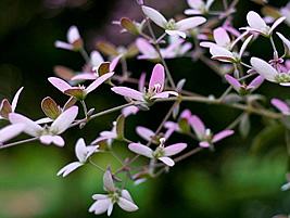 Congeia – Congea tomentosa Curiosidade sobre a Planta Congeia – Congea tomentosa Curiosidade sobre a Planta