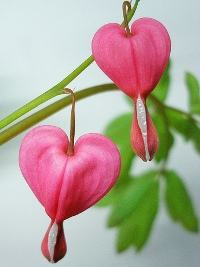 Coracao sangrento – Dicentra spectabilis Curiosidade sobre a Planta