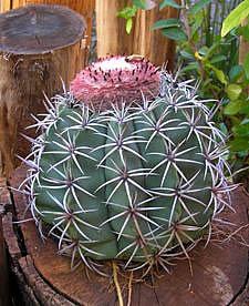 Coroa de frade – Melocactus zehntneri Curiosidade sobre a Planta