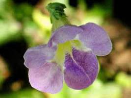 Coromandel – Asystasia gangetica Curiosidade sobre a Planta