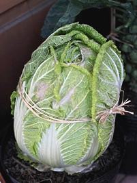 Couve chinesa – Brassica rapa pekinensis Curiosidade sobre a Planta