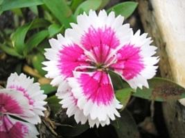 Cravina – Dianthus chinensis Curiosidade sobre a Planta
