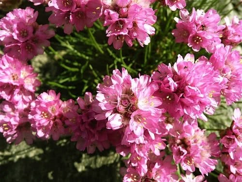 Cravo do mar – Armeria maritima Curiosidade sobre a Planta