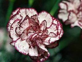 Cravo – Dianthus caryophyllus Curiosidade sobre a Planta Cravo – Dianthus caryophyllus Curiosidade sobre a Planta