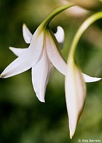 Crino – Crinum x powellii Curiosidade sobre a Planta