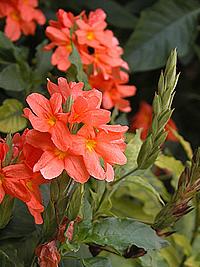 Crossandra – Crossandra infundibuliformis Curiosidade sobre a Planta