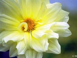 Dalia – Dahlia pinnata Curiosidade sobre a Planta