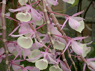 Dendrobio de capuz – Dendrobium aphyllum Curiosidade sobre a Planta Dendrobio de capuz – Dendrobium aphyllum Curiosidade sobre a Planta