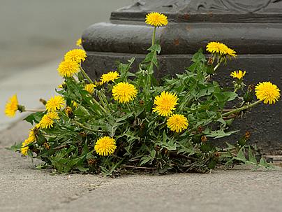 Dente de leao – Taraxacum officinale Curiosidade sobre a Planta