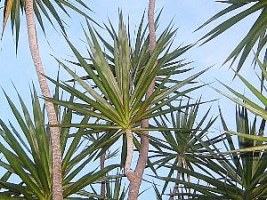 Dracena de madagascar – Dracaena marginata Curiosidade sobre a Planta