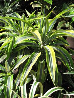 Dracena – Dracaena fragrans Curiosidade sobre a Planta